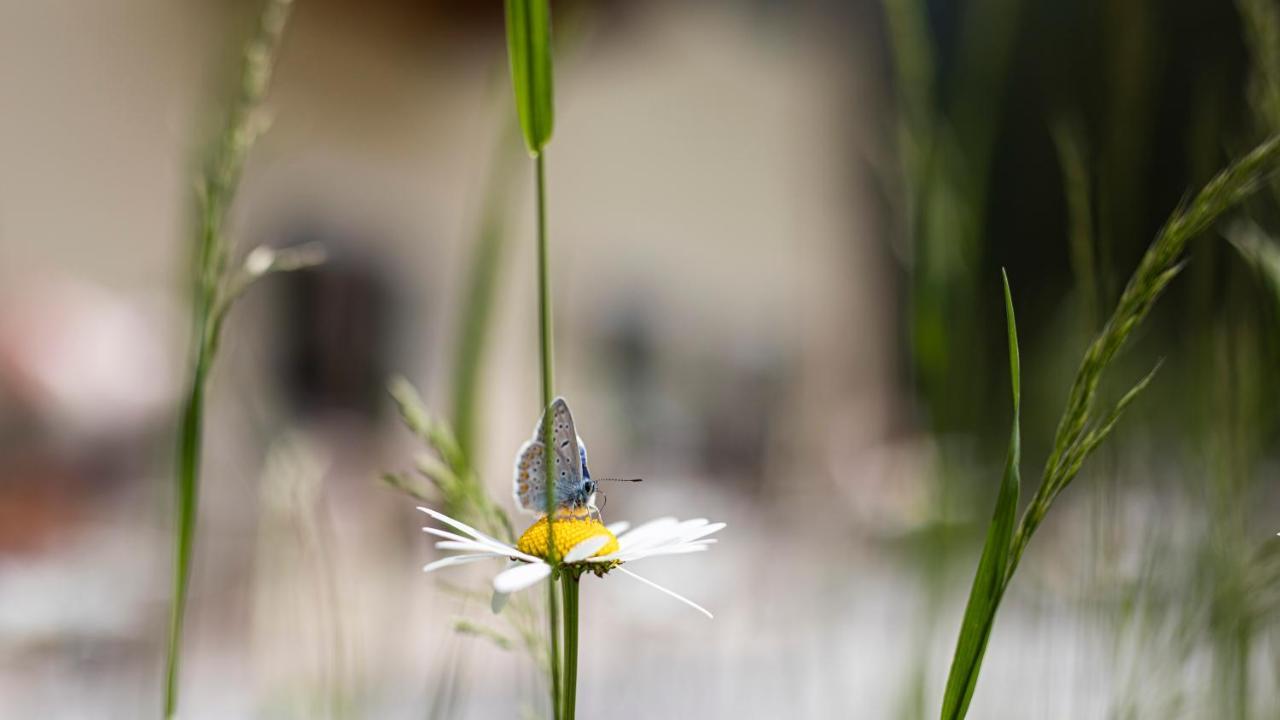 Natura Boutique Chalet Wellness Spa Dobbiaco Esterno foto